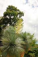 yuccapalme bluehend