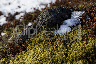 Closeup of fragile Icelandic moss