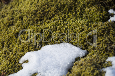 Closeup of fragile Icelandic moss