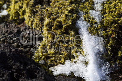 Closeup of fragile Icelandic moss