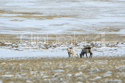 Herd of reindeer in Iceland