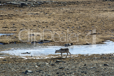 Reindeer in Iceland