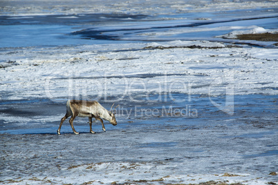 Reindeer in Iceland