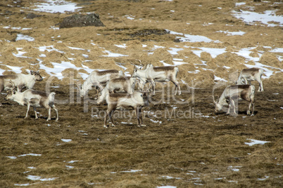 Herd of reindeer in Iceland