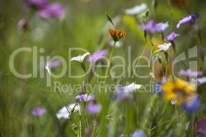 Wildflower meadow