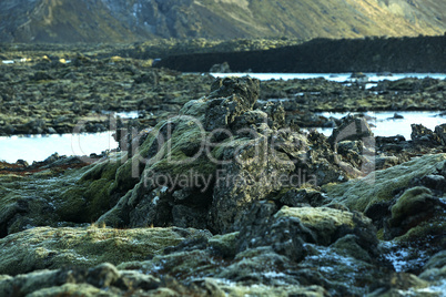 Green moss on volcanic rocks in Iceland