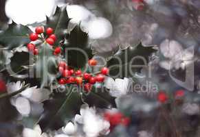 holly tree and red berries