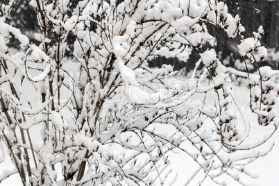 Winter landscape. Branches of trees under the fluffy snow.