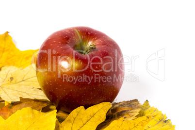 Apples with Autumn leaves