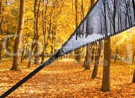 Forest in the autumn and winter day on a single photo