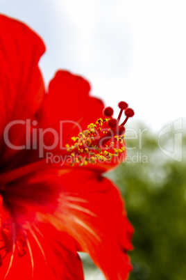 Hibiscus Flower. Shallow DOF