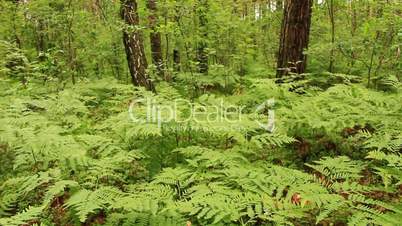 green forest with trees and fern