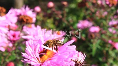 bee sitting on the asters