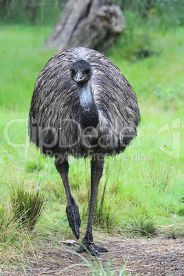 Emu (Dromaius novaehollandiae)