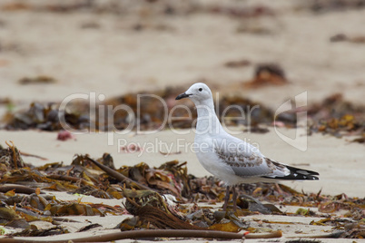 Silberkopfmöwe (Chroicocephalus novaehollandiae)