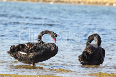 Trauerschwäne (Cygnus atratus)