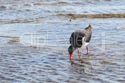 Australischer Austernfischer (Haematopus longirostris)