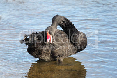 Trauerschwan (Cygnus atratus)