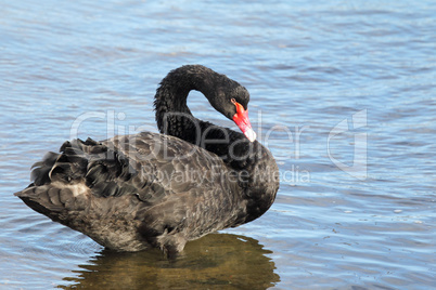 Trauerschwan (Cygnus atratus)