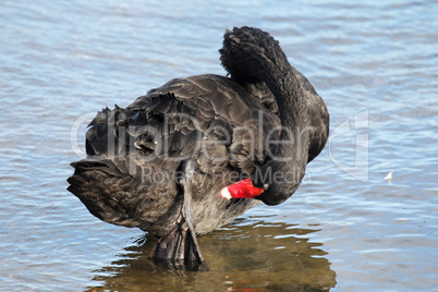 Trauerschwan (Cygnus atratus)