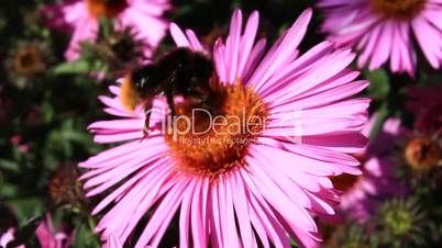bumblebee sitting on the aster