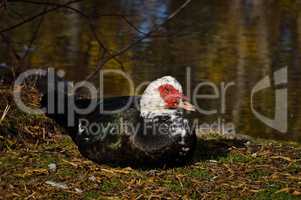 Muscovy Duck Resting on Land