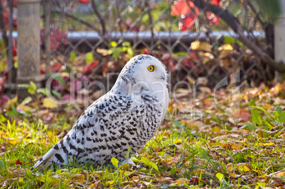 Profile of the Snowy Owl