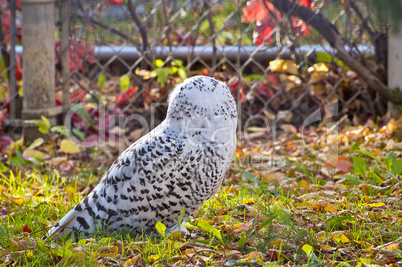 Snowy Owl from Behind