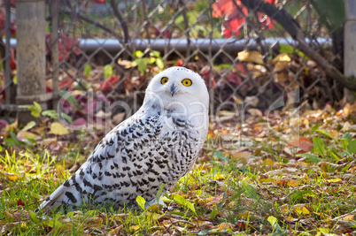 Snowy Owl Looking Up