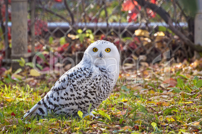 Snowy Owl Staring At Camera