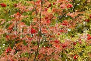 Eberesche,Sorbus aucuparia, im Herbst