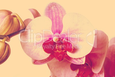 orchid on a white background