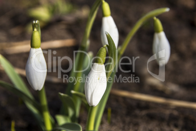 snowdrops