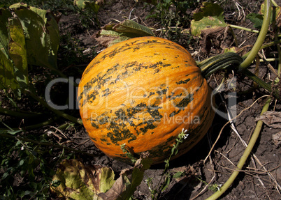 pumpkin on a farm field
