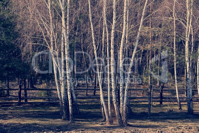 green forest background