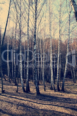 green forest background