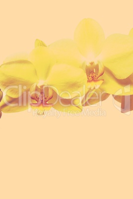 orchid on a white background
