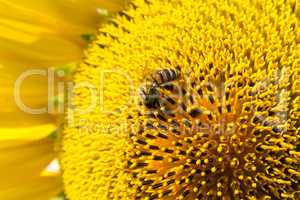 bee on a sunflower