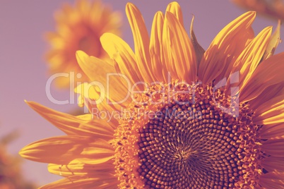 sunflowers retro