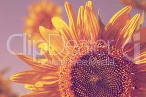 sunflowers retro