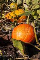pumpkin on a farm field