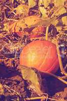 pumpkin on a farm field retro