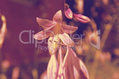 purple flowers in wild nature