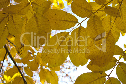 Autumn  leaves background