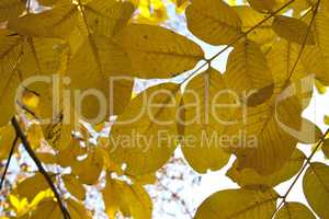 Autumn  leaves background