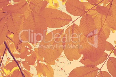 Autumn  leaves background