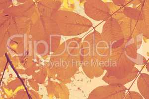 Autumn  leaves background