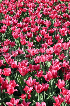 red tulip at spring