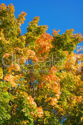 yellow maple leafs on tree