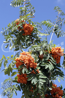 ashberry with leafs on sky background, september